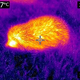 If you’ve never seen a hedgehog through a thermal camera, well, voila!